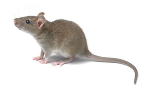 秦皇岛灭老鼠公司分享各种灭鼠方法